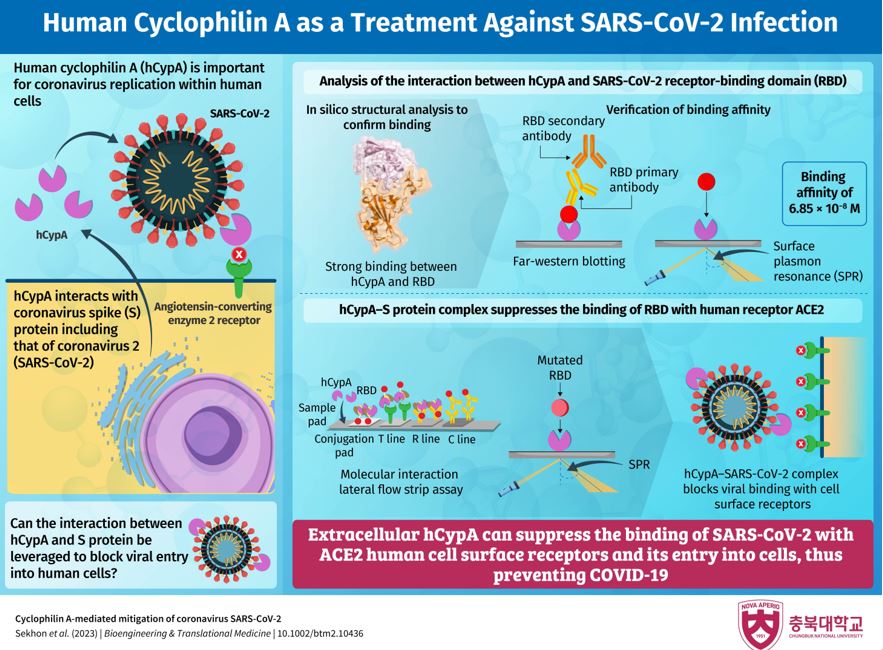 Demonstrate the Utility of Human Cyclophilin A Against SARS-CoV-2's image 1